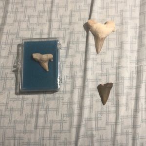 Shark teeth lot